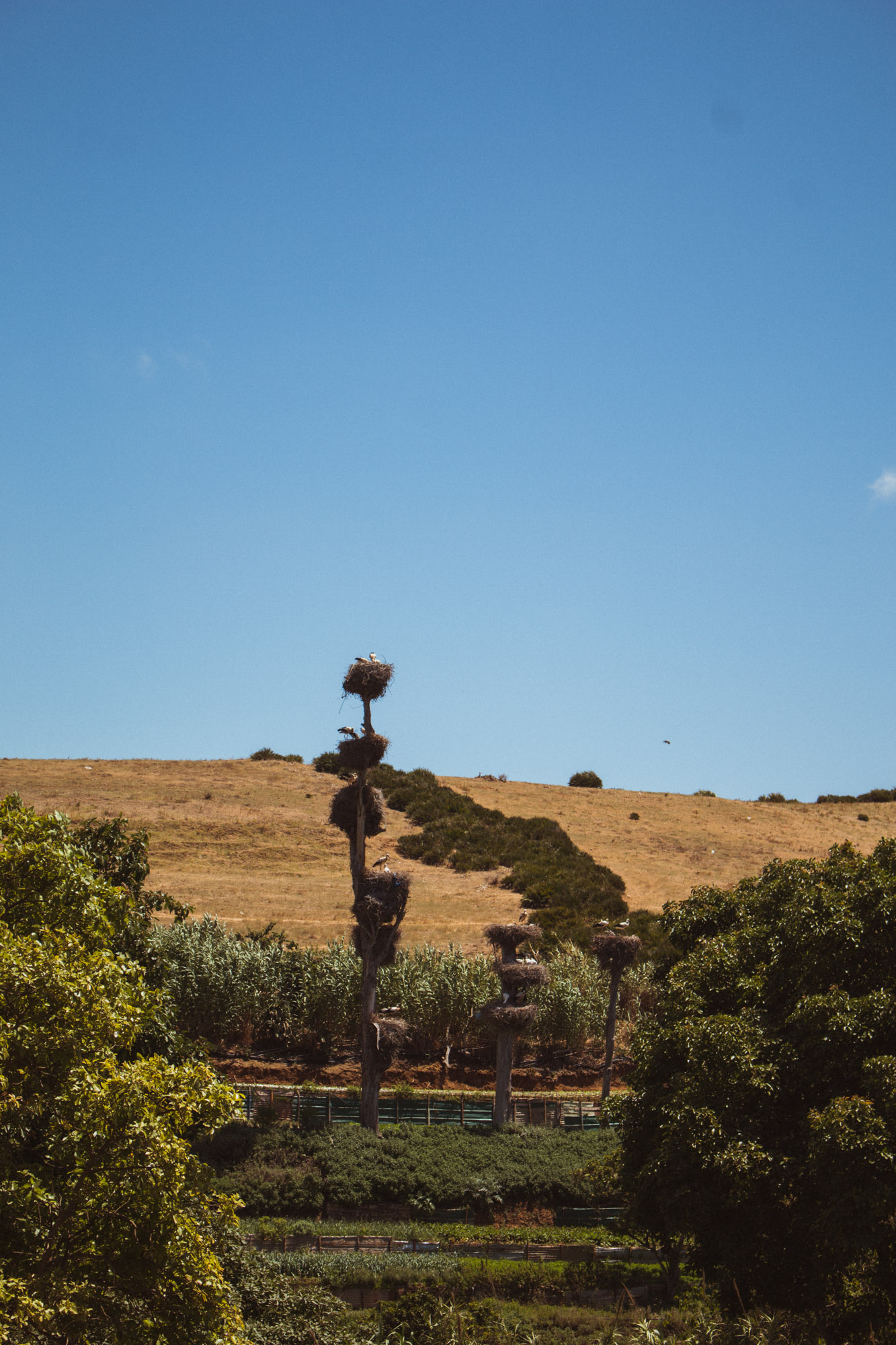 Ein Storchennest in Rabat, Marokko