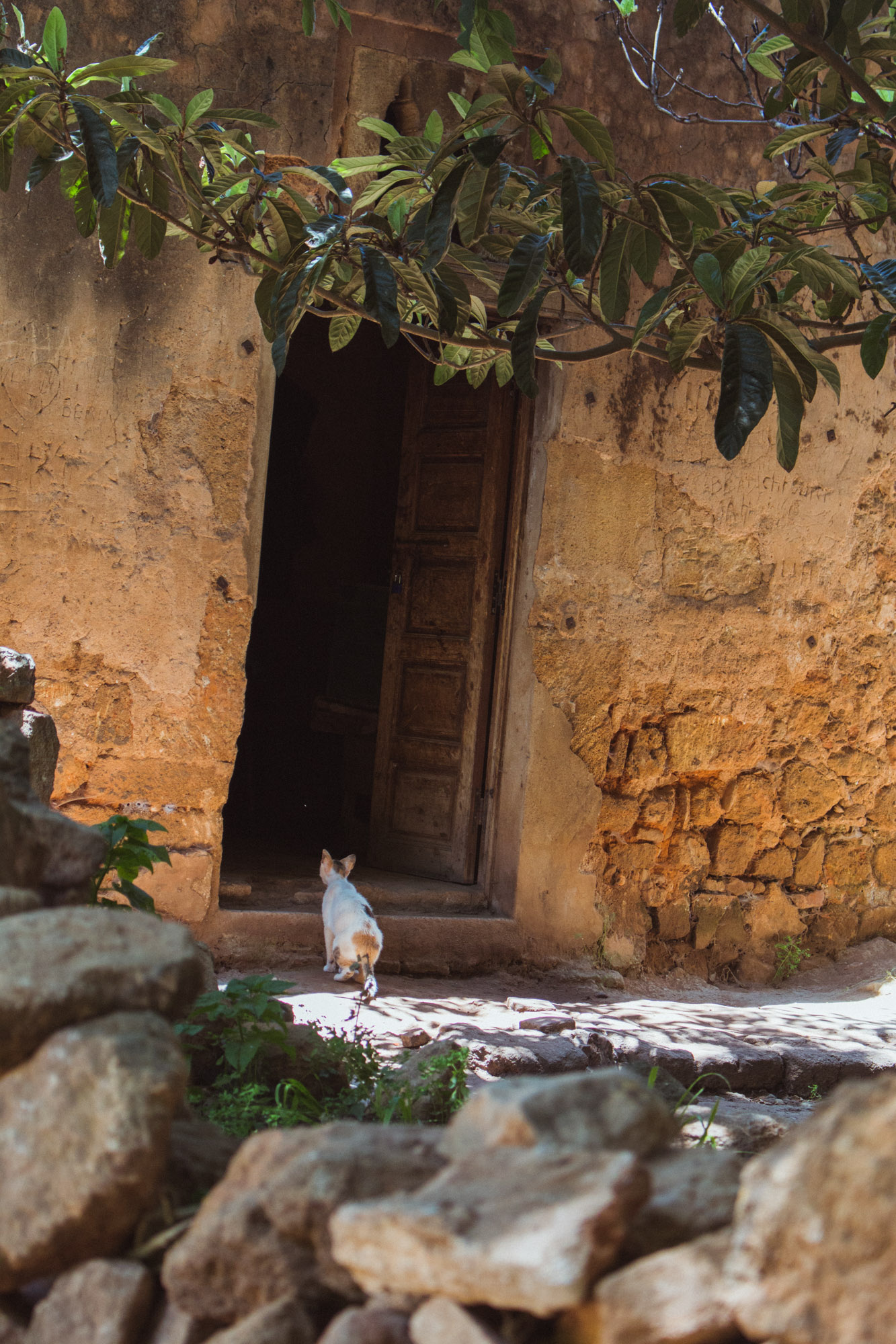 Eine Katze vor einer Tür in Rabat, Marokko