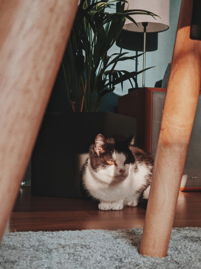 Alte Katze aus dem hamburger Tierheim Süderstraße
