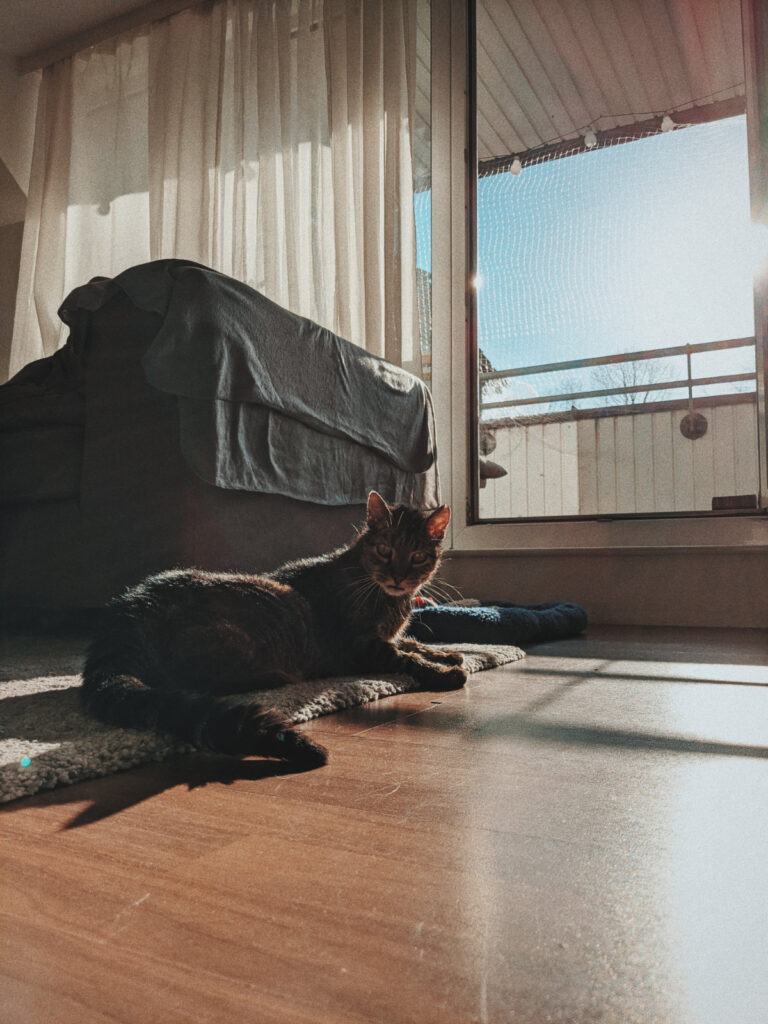 Alte getigerte Katze aus dem hamburger Tierheim Süderstraße